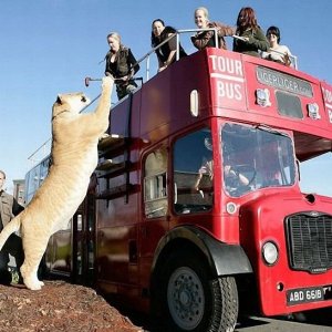 liger 6