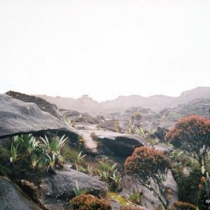 Roraima 004