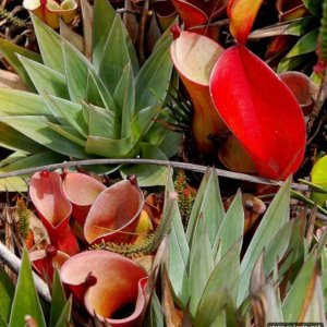 Roraima 014