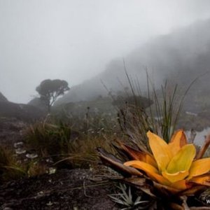 Roraima 019