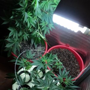 POWER PLANT Fem.