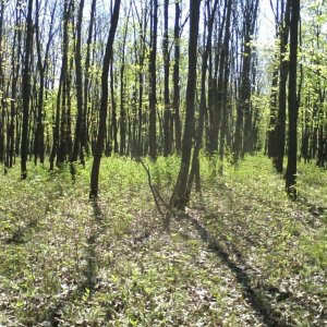 поиск пдходящей делянки в лесу