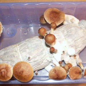 Haw poly Log