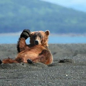 1233226934 bear 05