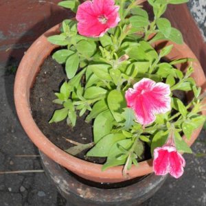 DSCN0907