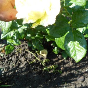 DSCN0924