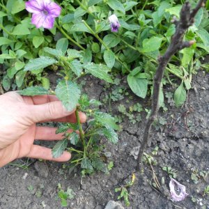 DSCN0955