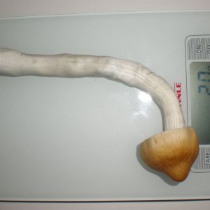 P5200155