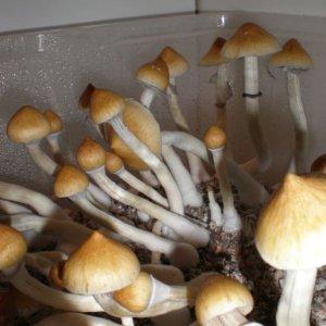P6010165
