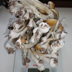P6010169