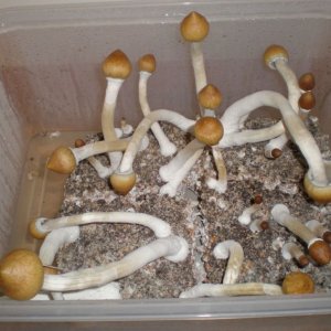P6120175