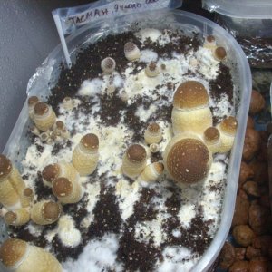 DSCN1335