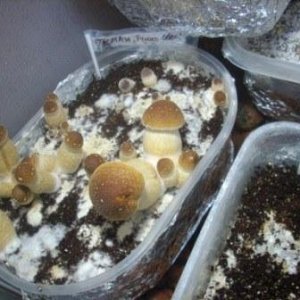 DSCN1338