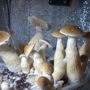 DSCN1340