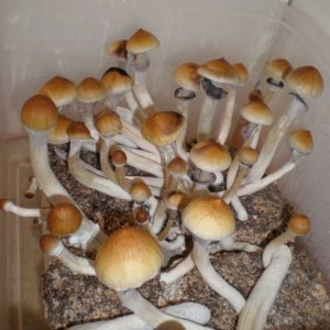 P7050198