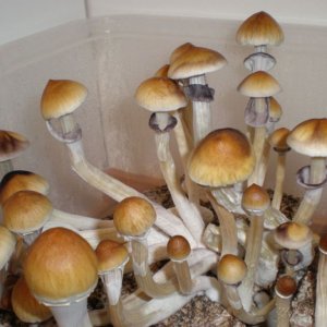 P7050201