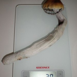 P7060202