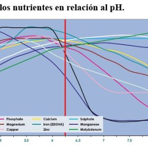 Ph balance