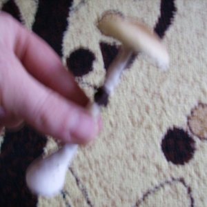 PICT1564