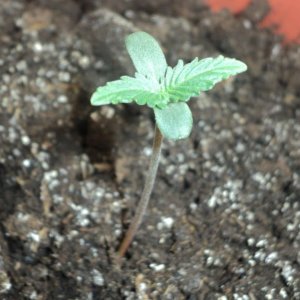 Auto WW f. sp.