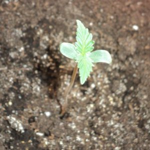 Auto WW f. sp.