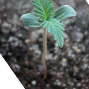 Auto WW f. sp.