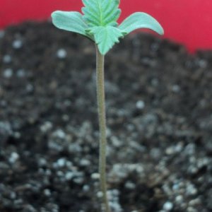 Auto WW f. sp.