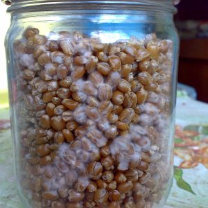 Мицелий