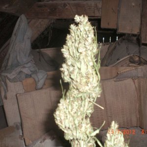 CIMG2370