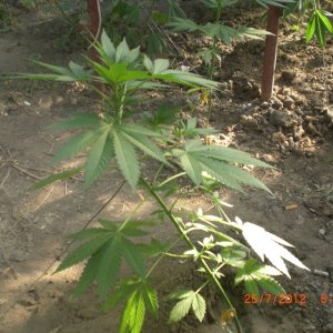 CIMG2371