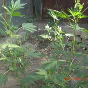 CIMG2374