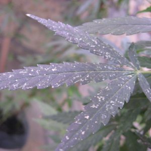 IMG 0538