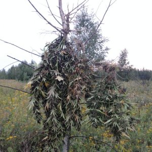 заготовка веничков на зиму(частичный харвест)
