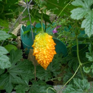 DSCN1136