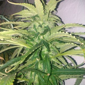 IMAG0268