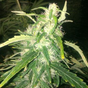 IMAG0249