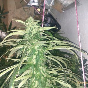 IMAG0238