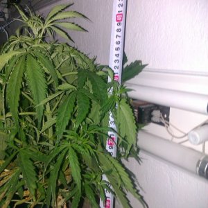 IMAG0111