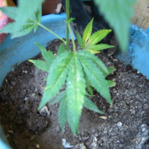 IMG 0459