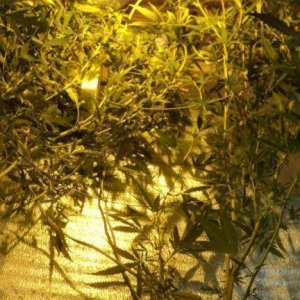 DSC03415