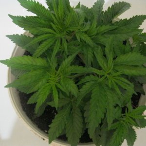 IMG 0882