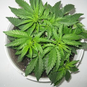 IMG 0883