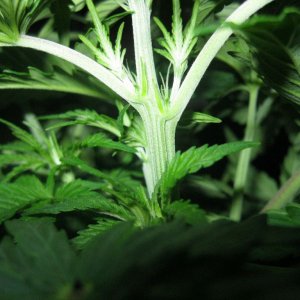 IMG 0898