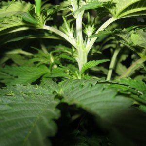 IMG 0904