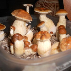 DSCN1146