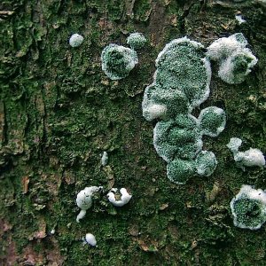 Trichoderma viride 1 JS 20060930
