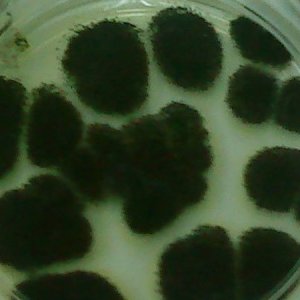 Aspergillus niger негро