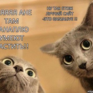 comics 2 kota orig 1347716312