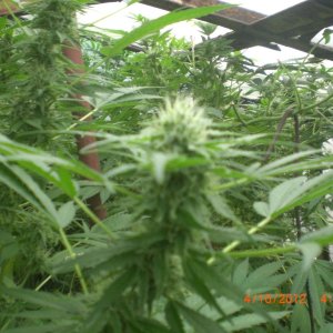 CIMG2390