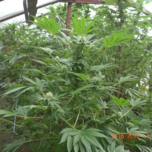 CIMG2392